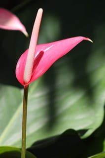 Pink anthurium flower looking elegant and slender.