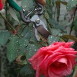 pruning rose tree