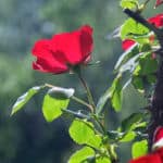 climbing rose tree