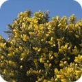 Gorse