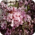 flowering-plum-prunus-triloba