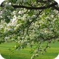 Almond-tree