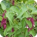 Himalayan honeysuckle