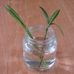 preparing-oleander-cuttings