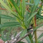 oleander-cutting