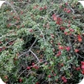 cotoneaster1