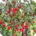 crinodendron