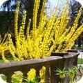 forsythia1