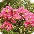 crepe myrtle