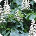 bottlebrush buckeye