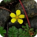 cinquefoil