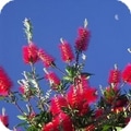 Bottle Brush Flowers