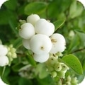 snowberry