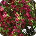 weigela