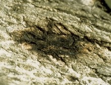 Canker, techniques and organic treatments to avoid them