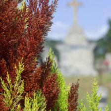 Cypress canker