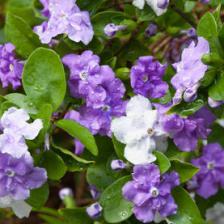 Brunfelsia, Yesterday, Today, Tomorrow