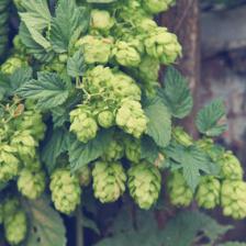 Hops, easy to grow in the garden