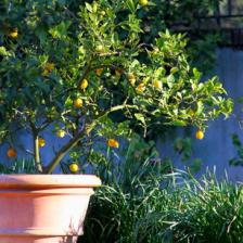Potted lemon tree, very convenient!