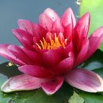 water lily