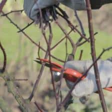 Pruning rose bush shrubs, technique and timing