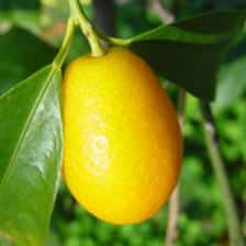 Fortunella margarita, advice on caring for it