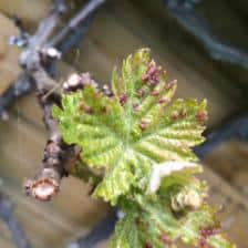 Erineum mite, a microscopic spider causes blisters on grapevine leaves