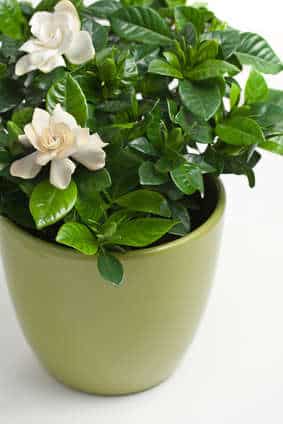 Gardenia Care Repotting And Watering Your Gardenias Gardenia Jasminoides In Flower Pot