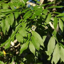 Ash tree, a soft-hearted hardwood
