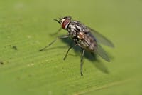 Fruit flies, how to fight them