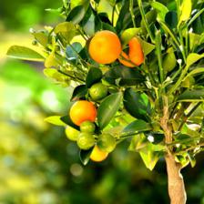 Citrus mitis, the dwarf orange tree