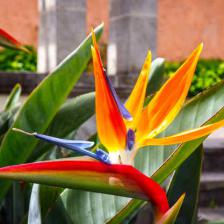 Strelitzia, bird of paradise