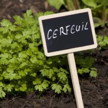 Chervil, a delicious herb