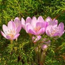 Colchicum, a flower to rediscover