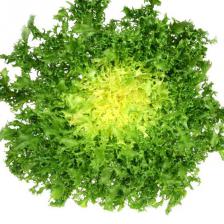 Curly endive, a salad with a subtle taste