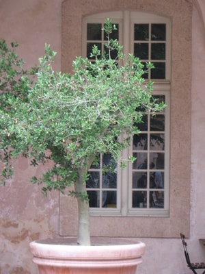 Potted Olive Trees Care Pruning And Re Potting Potted Olive Trees Ideal For Terraces