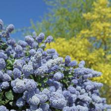 Setting up a flowered hedge