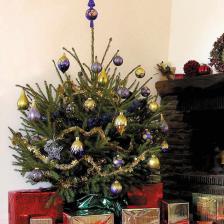 How to choose your Christmas tree!