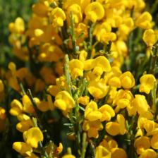 Cytisus, the French broom