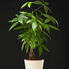Pachira, superb indoors