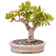 Jade tree, Crassula ovata