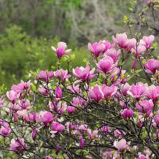 Magnolia, a sumptuous tree