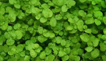 Short Ground Cover Garden Design Ideas Short Ground Cover Garden Design Ideas