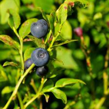 Bilberry, from planting to harvest