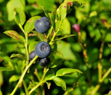 bilberry care pruning and harvesting bilberries