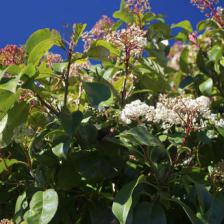 Photinia, magnificent leaves