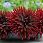 dahlia chat noir