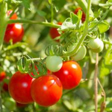 Cherry tomato, savoring the summer!
