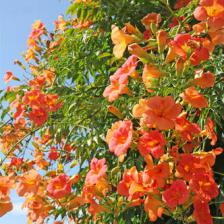 Hummingbird vine, Virginia jasmine