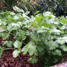 Coriander, so fragrant!